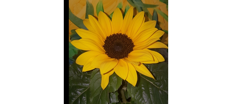 IMG_20230515_161257_920